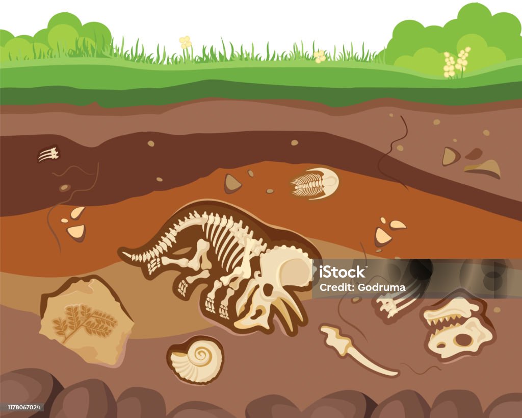 Soil Ground Layers With Buried Fossil Animals Dinosaur Crustaceans And Bones  Vector Flat Style Cartoon Illustration Stock Illustration - Download Image  Now - iStock