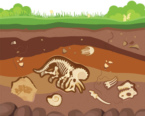 Soil ground layers with buried fossil animals, dinosaur, crustaceans and bones. Vector flat style cartoon illustration Soil ground layers with buried fossil animals, dinosaur, crustaceans and bones. Vector flat cartoon illustration fossil stock illustrations