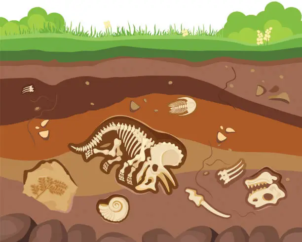 Vector illustration of Soil ground layers with buried fossil animals, dinosaur, crustaceans and bones. Vector flat style cartoon illustration