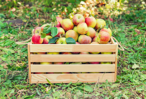 Harvest apples in a box on a tree in the garden. Selective focus. nature.