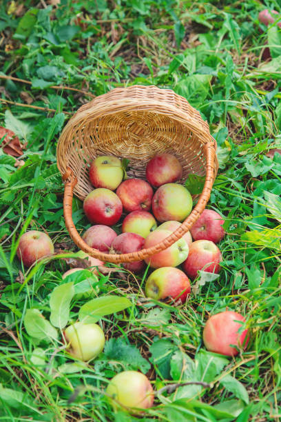 istock Harvest apples in a box on a tree in the garden. Selective focus. 1178067980