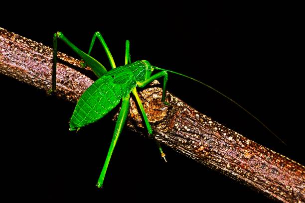 istock Grasshopper climbing brown branch. 1178069177