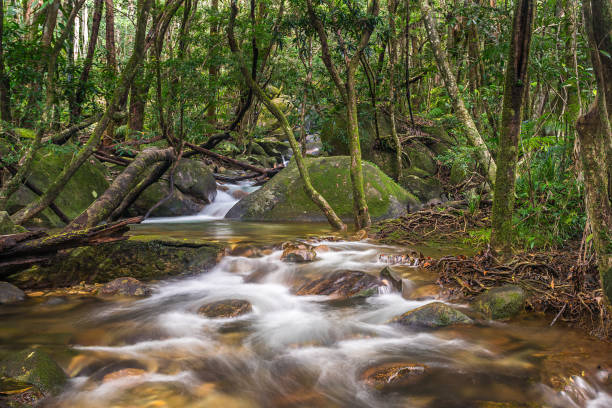 дейнтри тропический лес поток 4 - tropical rainforest waterfall rainforest australia стоковые фото и изображения