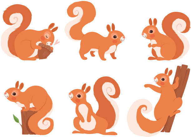 nettes eichhörnchen. zoo kleine waldtiere in aktion stellt wildlife eichhörnchen vektor cartoon-charakter - eichhörnchen stock-grafiken, -clipart, -cartoons und -symbole