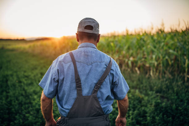 istock Senior farmer standing on the agricultural field 1178080694
