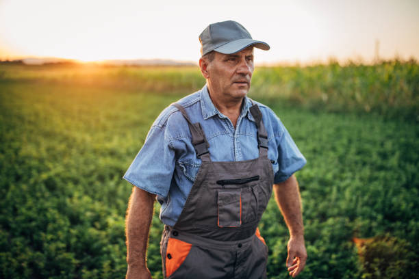 istock Middle aged farmer on the field 1178080877