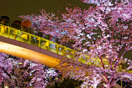 Sakurabashi. Shooting Location: Tokyo metropolitan area