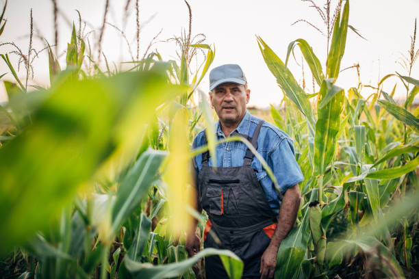 istock Senior farmer in corn field 1178082070