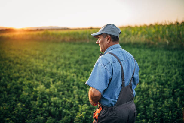 istock Senior farmer on the agricultural field 1178082311