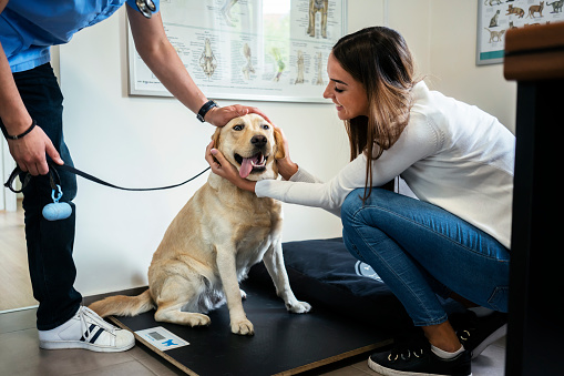 Dog at the veterinary office