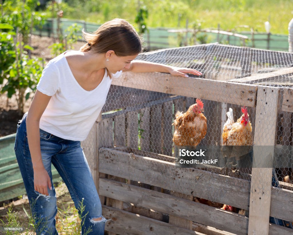 Farmer woman feeding chikens in a hen house Chicken Coop Stock Photo