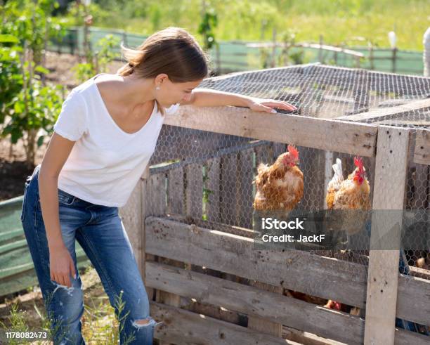 Farmer Woman Feeding Chikens In A Hen House Stock Photo - Download Image Now - Chicken Coop, Yard - Grounds, Adult