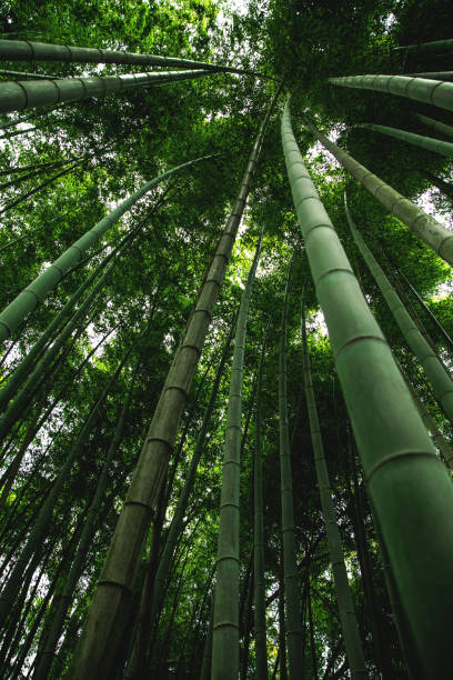 crecimiento de bambú, mira desde abajo - giant bamboo fotografías e imágenes de stock