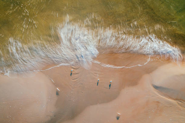 istock Directly Above View Of Birds On Shore At Beach 1178084288