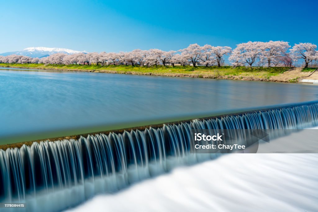 Hitome Senbonzakua in Japan, A lot of Cherry blossoms tree with snow covered Zao mountain in background along the Shiroishi river in Park at Sendai, Tohoku, Japan. Japan Stock Photo