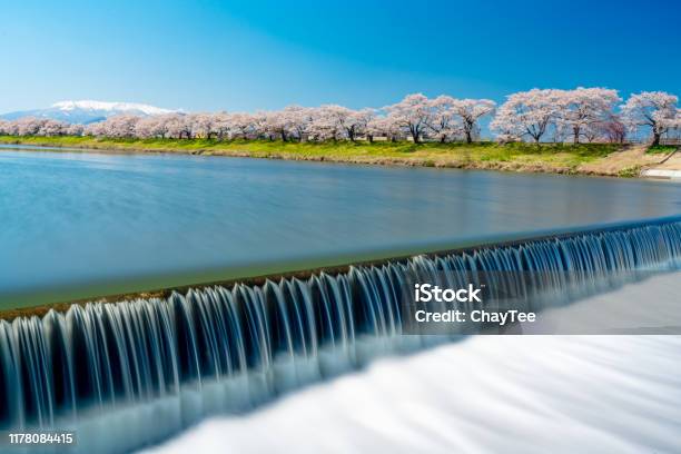 Hitome Senbonzakua In Japan A Lot Of Cherry Blossoms Tree With Snow Covered Zao Mountain In Background Along The Shiroishi River In Park At Sendai Tohoku Japan Stock Photo - Download Image Now