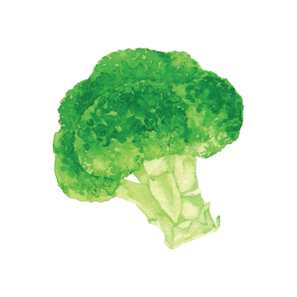 illustrazioni stock, clip art, cartoni animati e icone di tendenza di broccoli ad acquerello - white background healthy eating meal salad