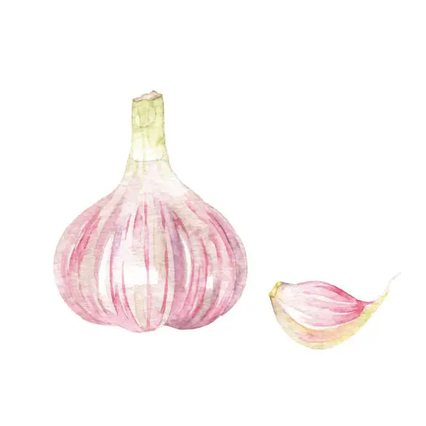 Vector illustration of Watercolor Garlic