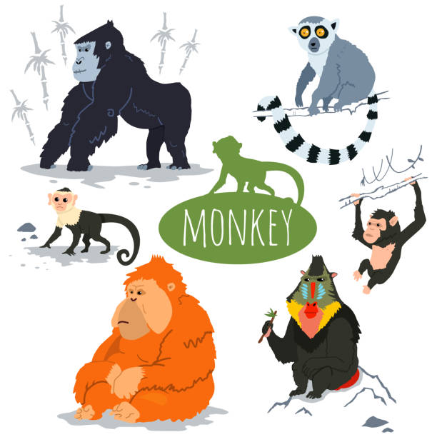 Cute Orangutan Illustrations, Royalty-Free Vector Graphics & Clip Art - iStock Cute Orangutan Illustrations, Royalty-Free Vector Graphics & Clip Art - iStock
