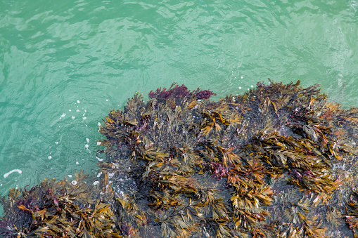 Brown (Phaeophyta), green (Chlorophyta) and red (Rhodophyta) seaweeds on the rocky shore of the Pacific Ocean at Kaioura, South Island, New Zealand. Macroalgae on the photograph are alive, exposed to the air during a low tide.
