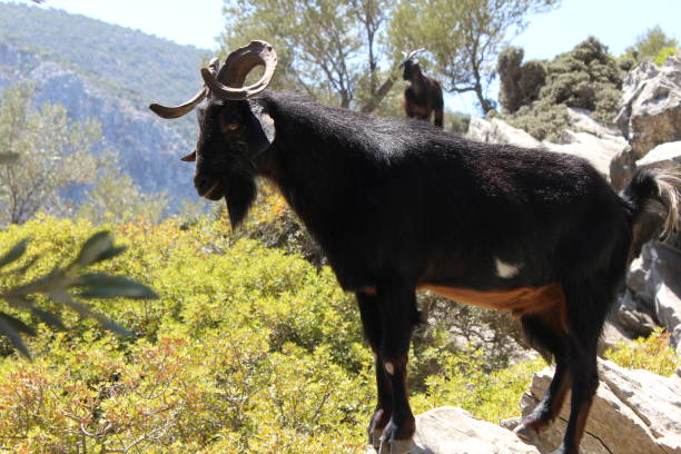 istock a black goat in marmaris 1178090725