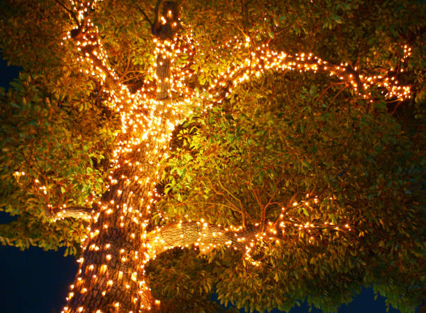 Illuminated tree Illuminated tree. Shooting Location: Tokyo metropolitan area 電球 stock pictures, royalty-free photos & images