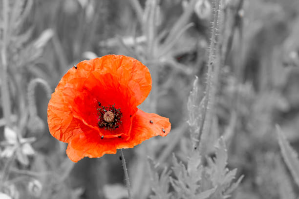 赤いケシの花のフィールド草原 - poppy flower field floral pattern ストックフォトと画像