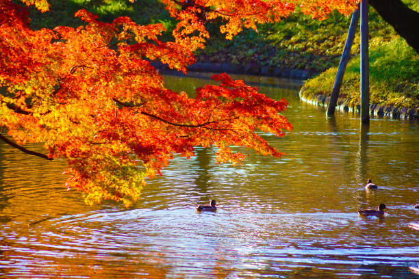 Autumn leaves and duck. Shooting Location: Tokyo metropolitan area