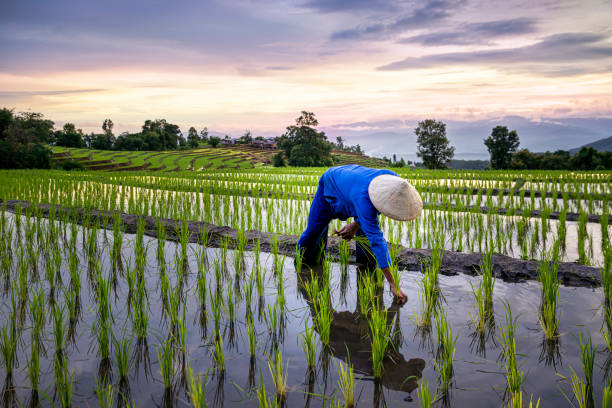 bauern, die auf reisterrassen landwirtschaft. ban pa bong piang nördliche region in mae chaem bezirk chiangmai provinz das hat die schönsten reisterrassen in thailand. - agrarland stock-fotos und bilder