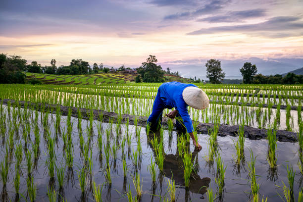 fazendeiros que cultivam em terraços do arroz. ban pa bong piang região norte em mae chaem distrito chiangmai province que tem os mais belos terraços de arroz na tailândia. - colher atividade agrícola - fotografias e filmes do acervo