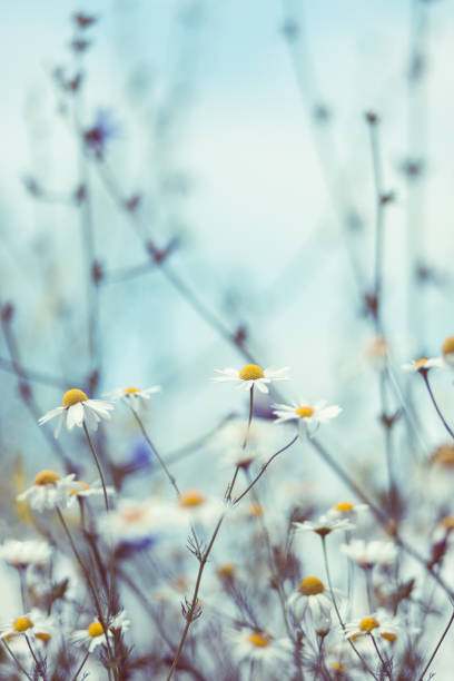 istock Field camomile closeup 1178096011
