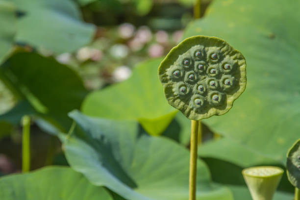 istock green seed capsule of lotus plants 1178098434