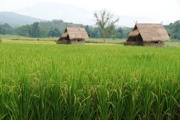 istock Rice plant on paddy field in Thailand. 1178098580