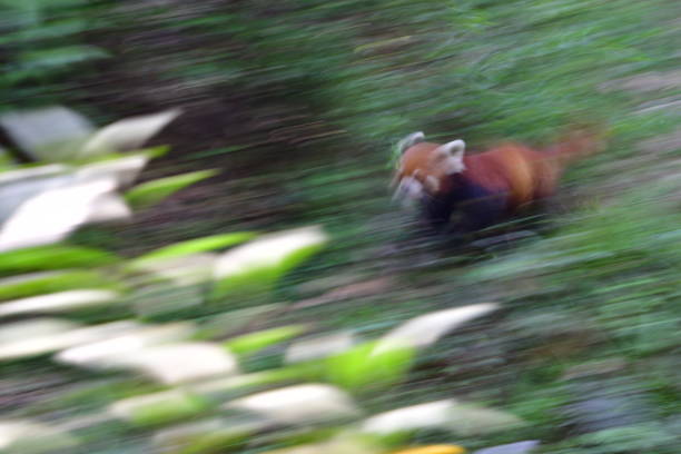Red Panda racing through the trees with blurring of background and panda