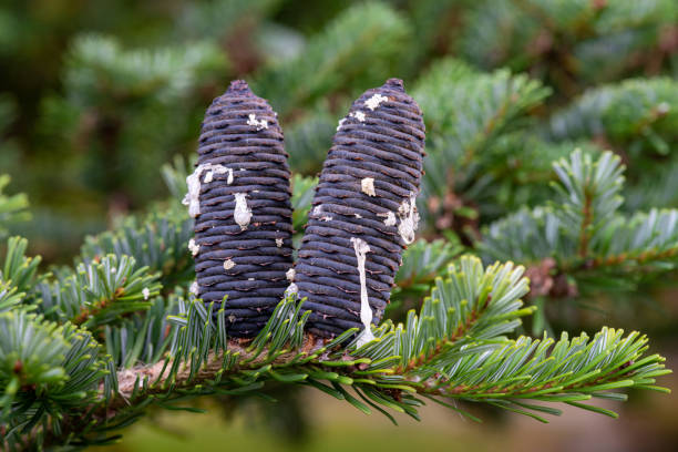 Green branch with strange looking cones from a Korean silver fir tree Close up of a Korean silver fir tree with two strange looking purple cones standing up in a needle filled branch abies amabilis stock pictures, royalty-free photos & images