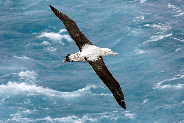 Wandering Albatross In Flight  wandering albatross photos stock pictures, royalty-free photos & images