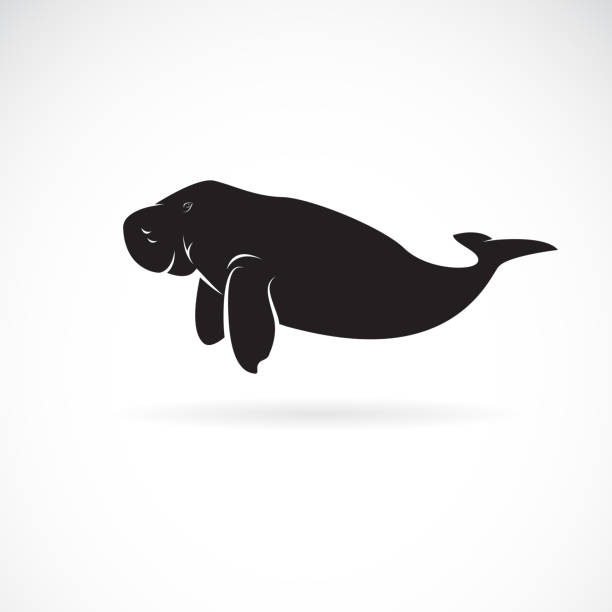 ilustraciones, imágenes clip art, dibujos animados e iconos de stock de vector de diseño dugong sobre fondo blanco. animales salvajes. ilustración vectorial en capas fácil de editar. - manatee