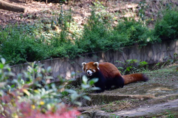 istock Red Panda closeups with the sunlight highlighting the fur 1178103680