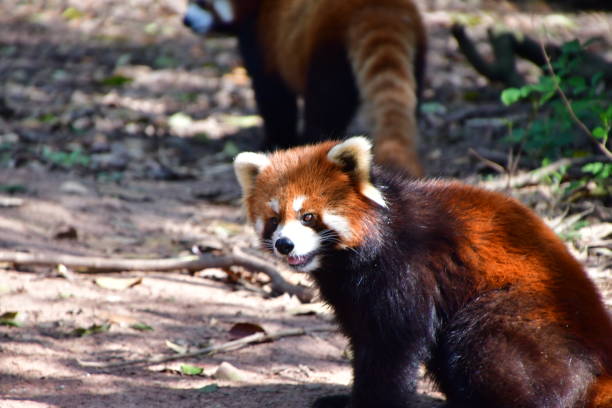 istock Red Panda closeups with the sunlight highlighting the fur 1178103742