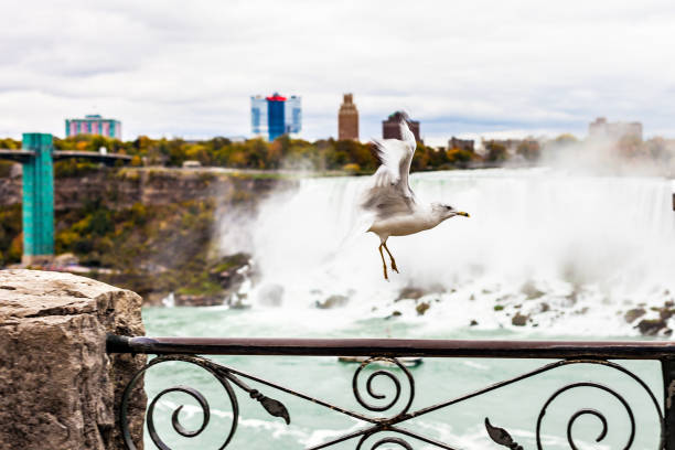 Seagull lands on the fence, funny picture. Beautiful background from the life of birds.