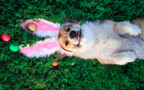 cute puppy dog Corgi lies in the green grass in the pink ears surrounded by colorful Easter eggs portrait of a cute puppy dog Corgi lying in the green grass in the pink ears surrounded by colorful Easter eggs and pretty tongue sticking out breed eggs stock pictures, royalty-free photos & images