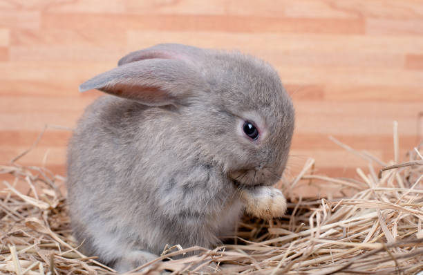 istock Gray bunny rabbit stay on straw and wood box with different action and wooden pattern background 1178115974