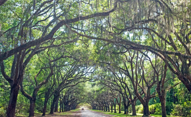 istock A car approaching in the plantation 1178120165