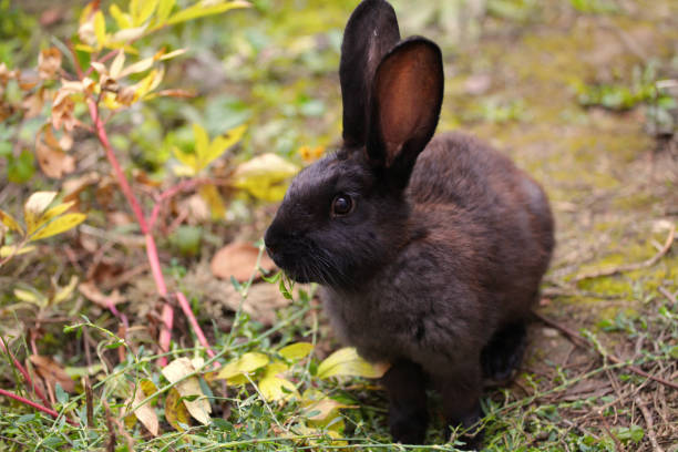 istock Black rabbit in the garden 1178120739