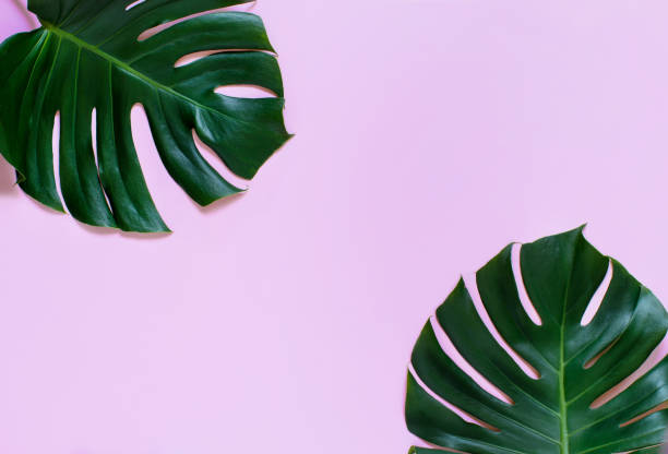 istock Tropical background with green Monstera leaves on a pink background 1178121103