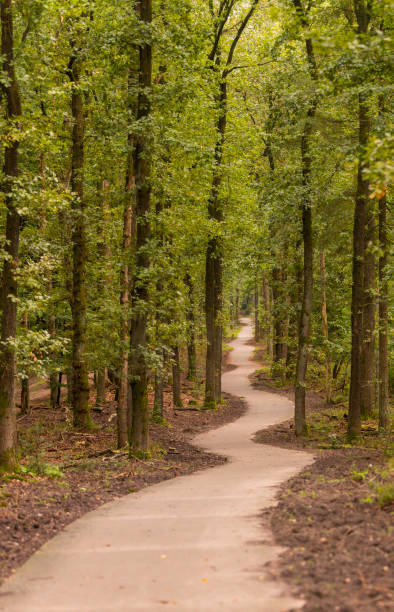 istock winding hiking trail through the forests 1178121602