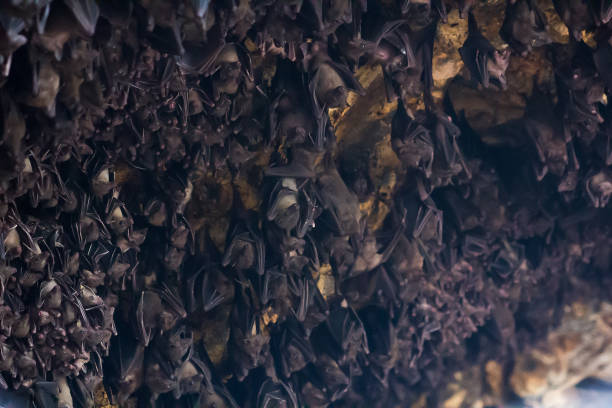 バリ島の暗い洞窟プラゴアラワ寺院にぶら下がっているコウモリの多くは、ソフトフォーカス - pura goa lawah ストックフォトと画像