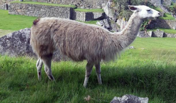 istock Peru Llama Standing Scene In Cusco Peru South America 1178122776