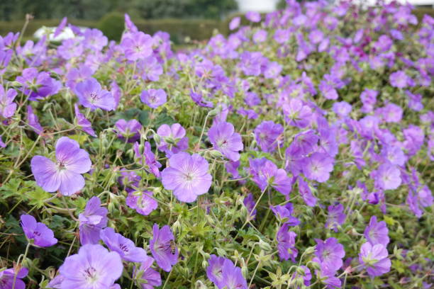 istock Symphyotrichum - American Aster 1178127334