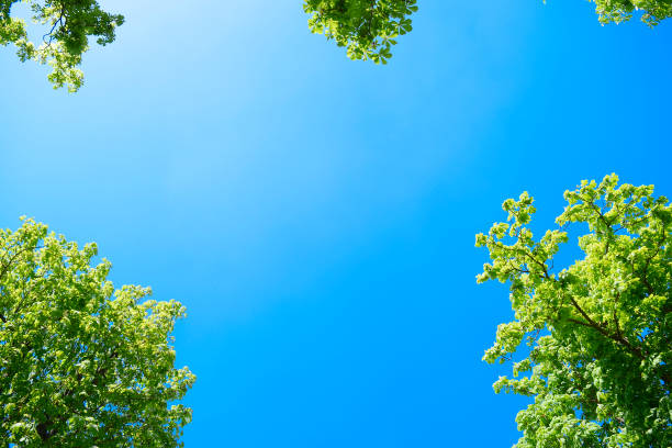Free Stock Photo of A beautiful view of tree branches against a clear ...